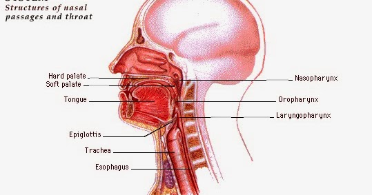 ASUHAN KEPERAWATAN LENGKAP: ANATOMI PERNAPASAN DAN TENGGOROKAN